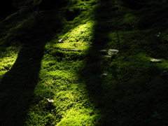 苔むす