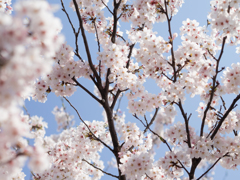 青空と桜♪