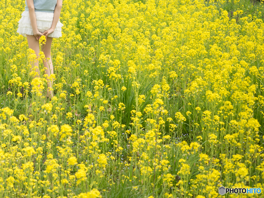 菜の花畑