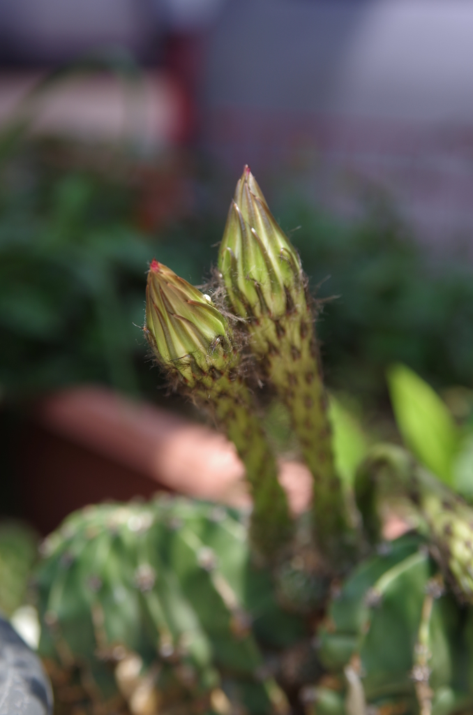 花芽が３本！