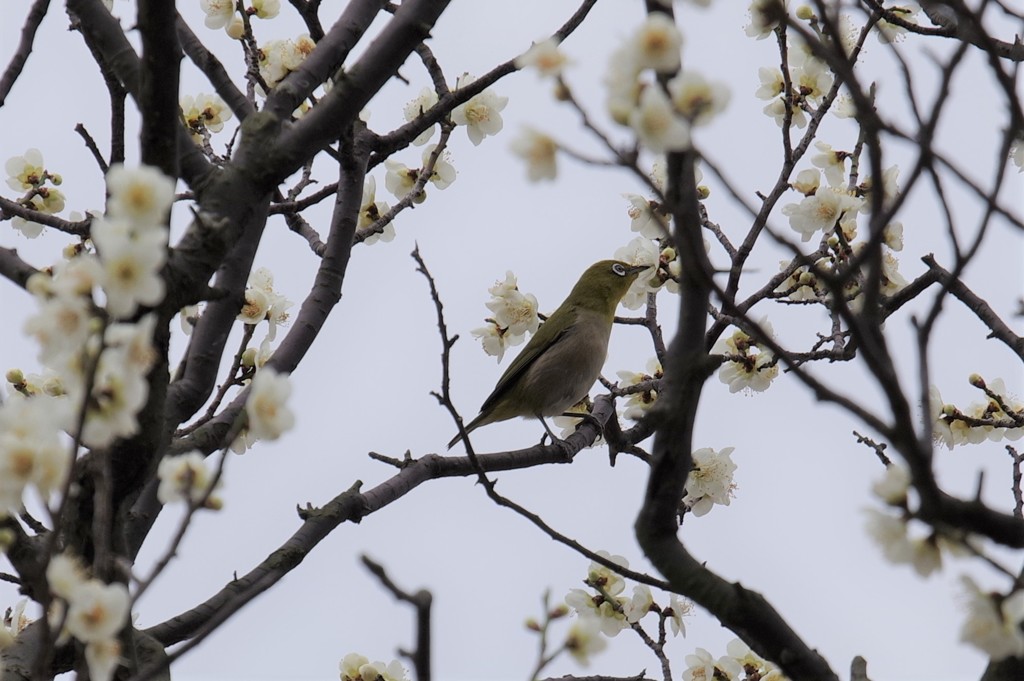 荒山公園梅林にて