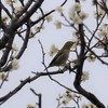 荒山公園梅林にて