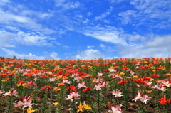 LILY PARK
