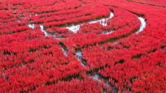 サンゴ草