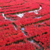 サンゴ草