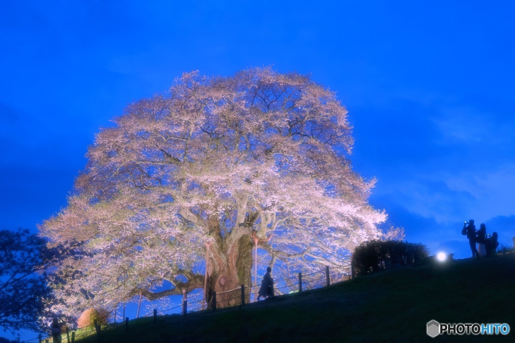 醍醐桜　ライトアップ