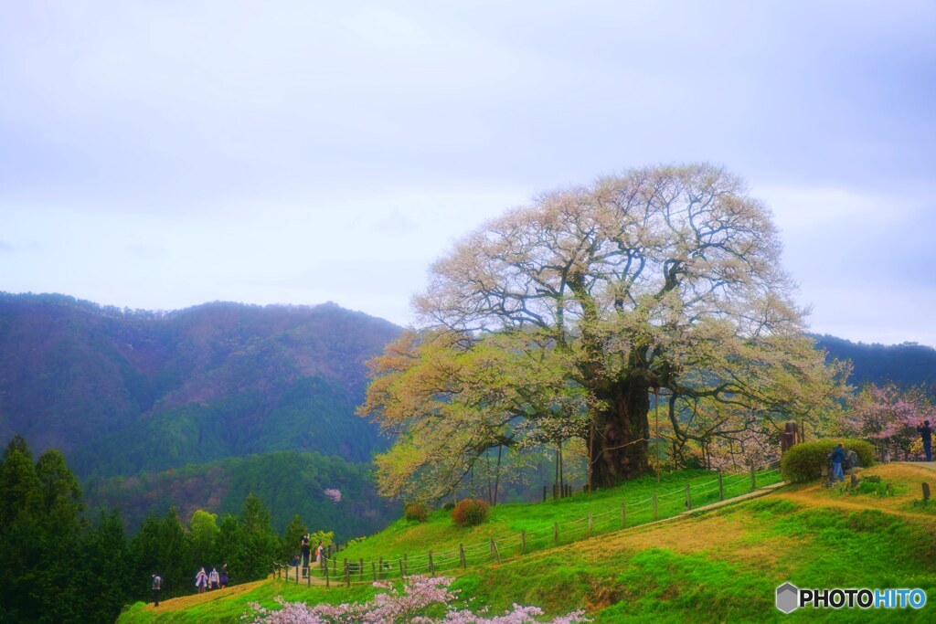 醍醐桜