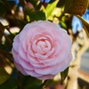 名前がわからない花