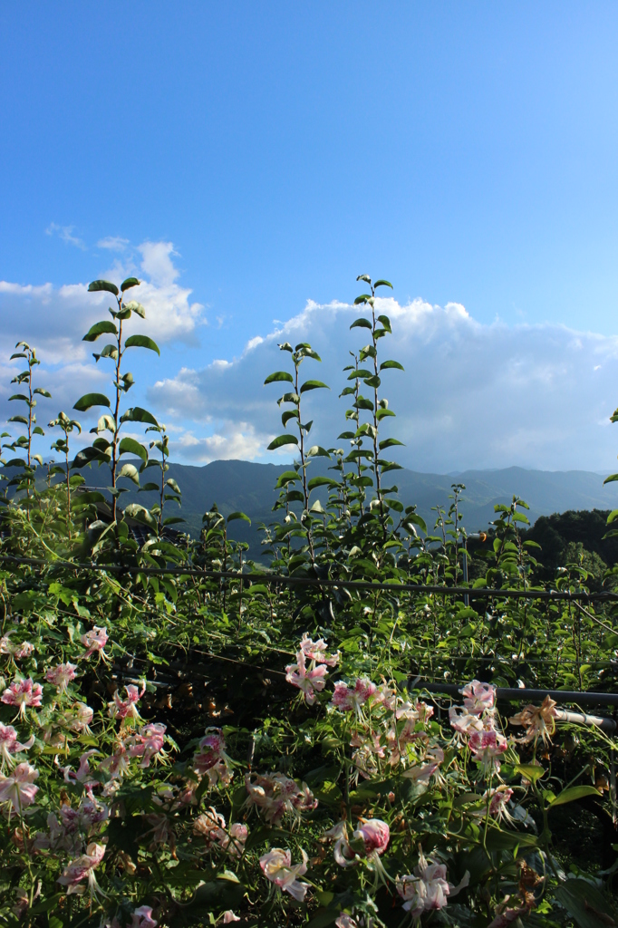 梨山