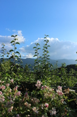 梨山