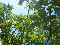 梅雨の間の晴れ間