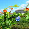 紅一点のなかのブルー