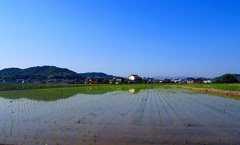 整列