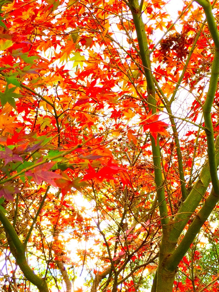 紅葉