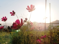 秋桜