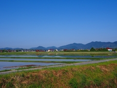 水田