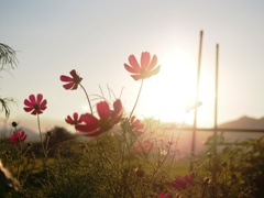 秋桜