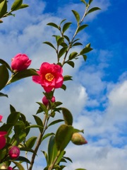 山茶花