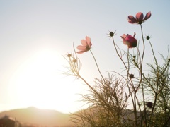 秋桜