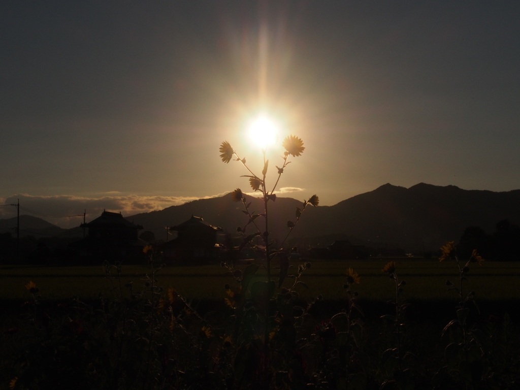 夕焼けの花