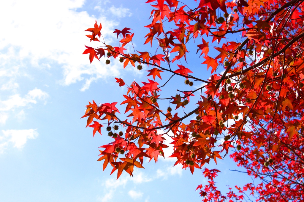 紅葉