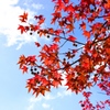 紅葉