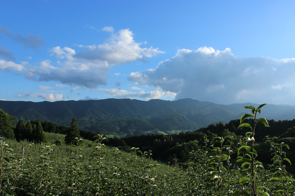 梨山からの風景