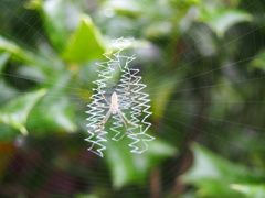 蜘蛛の巣