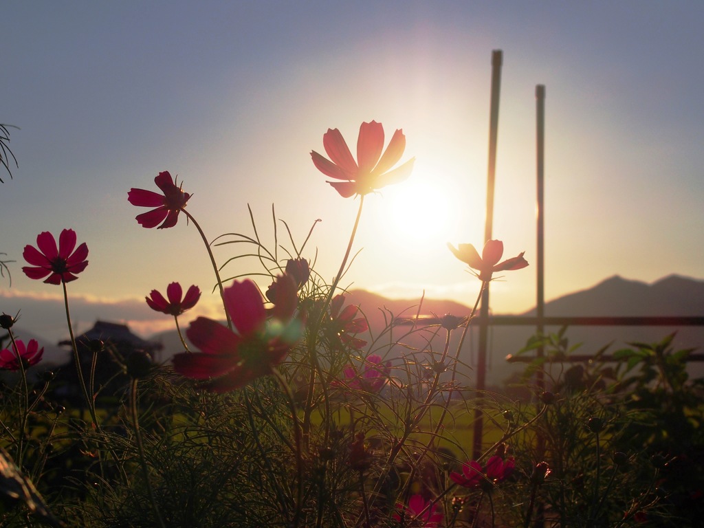 秋桜