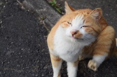 かいかい