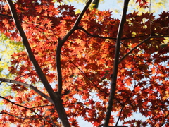 春の紅葉