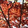 春の紅葉