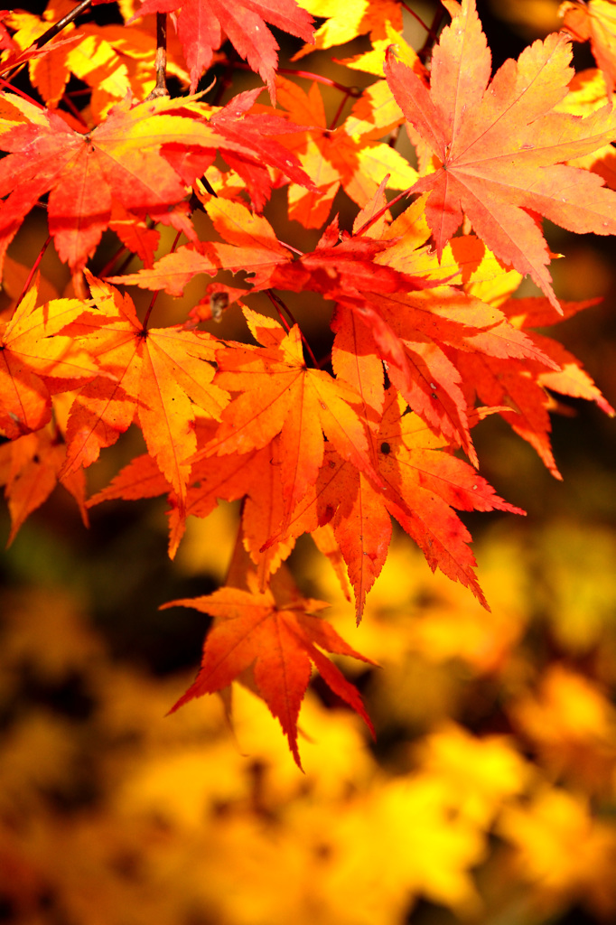晩秋の紅葉