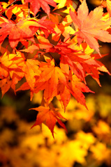晩秋の紅葉