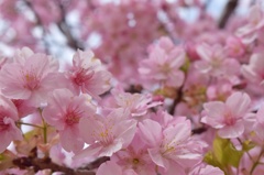 河津桜