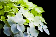 紫陽花