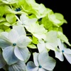 紫陽花