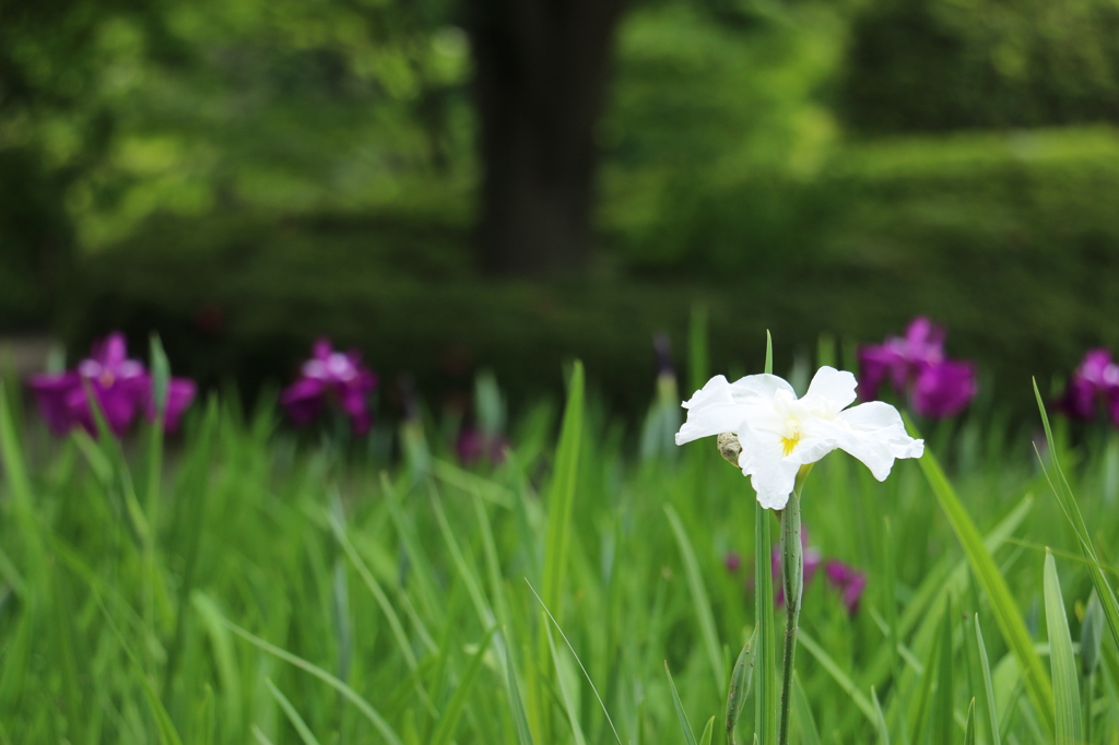 ぽつんと白菖蒲