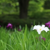 ぽつんと白菖蒲
