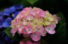 紫陽花04