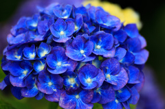 紫陽花05