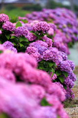 紫陽花01