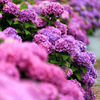 紫陽花01