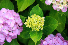 紫陽花03