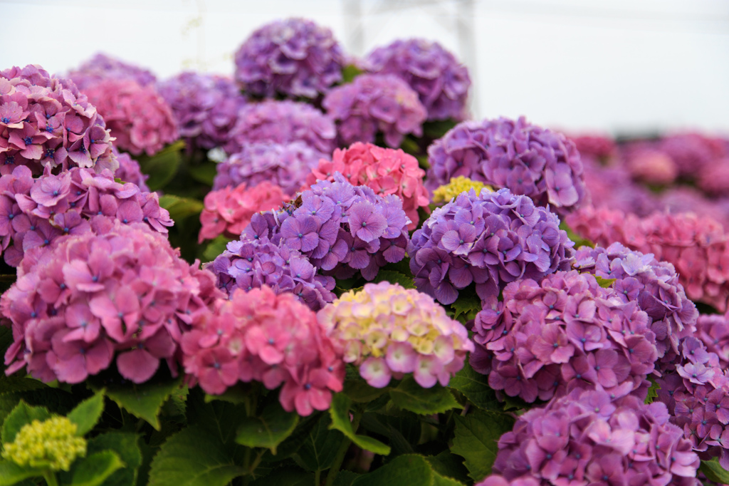 紫陽花02