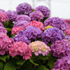 紫陽花02