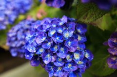 紫陽花07