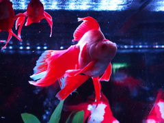 金魚