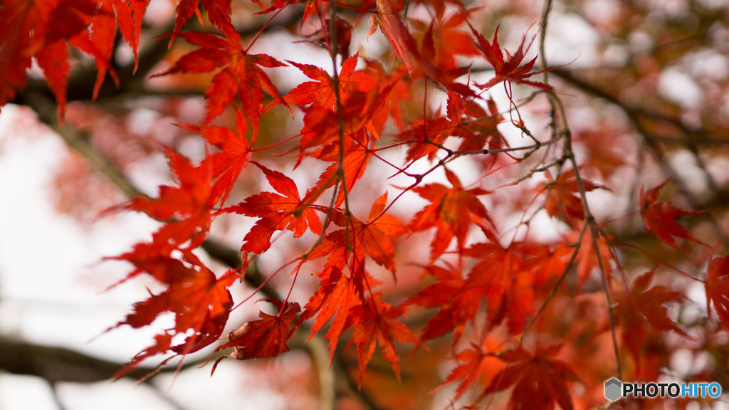 五色沼紅葉