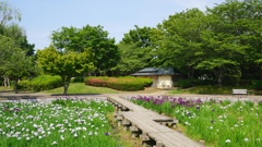 観桜苑の菖蒲園